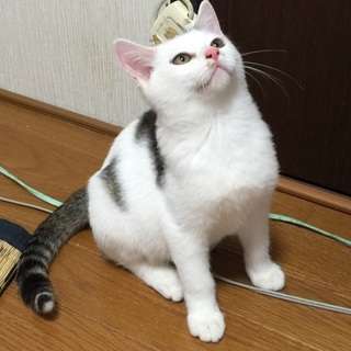 和風美男子　おっとりさん − 愛知県