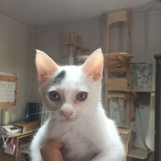 子猫パワー炸裂　元気な男の子 - 猫