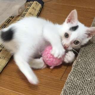 子猫パワー炸裂　元気な男の子 − 愛知県