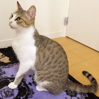 【トライアル決定　一旦募集を停止します】大きくて美しい緑の瞳・シ...