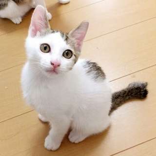 決定しました　ありがとうございました！　白キジ　やんちゃな男の子！
