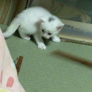 ２ヶ月未満の子猫 ４匹◆1匹から