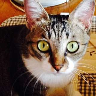 とっても人懐こい美人さんです❗️ - 猫