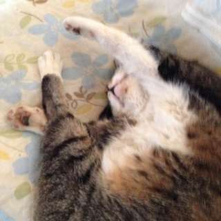 とっても人懐こい美人さんです❗️ − 大分県