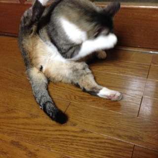 とっても人懐こい美人さんです❗️ - 里親募集
