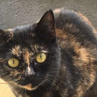 三毛猫の女の子