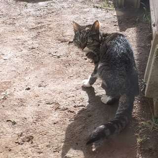 飼い主を探しています(鰺ヶ沢町-迷い猫)の画像