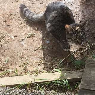 飼い主を探しています(鰺ヶ沢町-迷い猫) - 猫