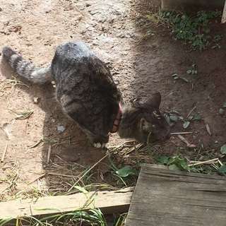 飼い主を探しています(鰺ヶ沢町-迷い猫) − 青森県