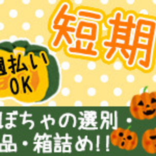 ”かぼちゃの選別”期間は自由★時給1000円以上"三宮～送迎有"の画像