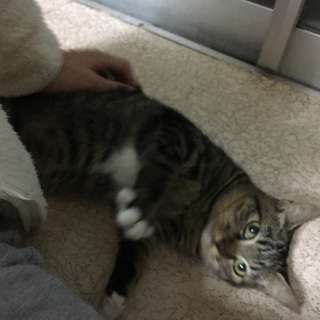 里親さん募集中です。 - 猫