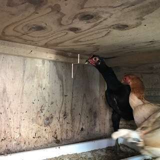 軍鶏と小軍鶏の里親を急募しています！！