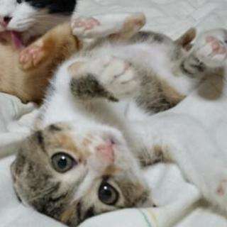 ３か月の子猫　３匹の里親募集！