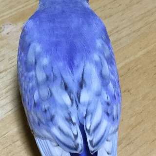 【迷子】【富山県】★ブルーのセキセイインコ探してます★ - 魚津市