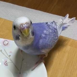 【迷子】【富山県】★ブルーのセキセイインコ探してます★ - 手伝って/助けて