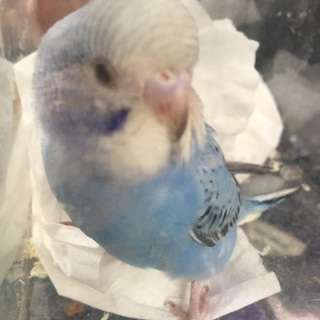 セキセイインコ 里親募集