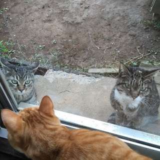 飼い主を探しています(鰺ヶ沢町-迷い猫) - 里親募集