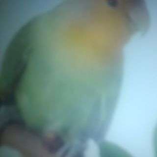 コザクラインコ。オカメインコの雛の里親になりたいです❗🐦
