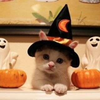 渋谷ハロウィン行脚ご一緒いかがですか？ - メンバー募集