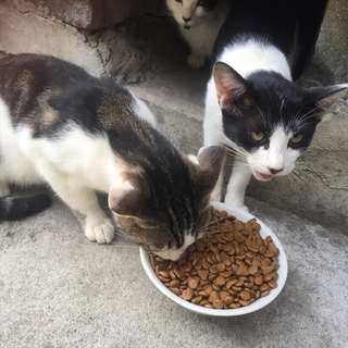 シロクロのネコちゃん(子猫)です。※避妊手術済、エイズ・白血病検...