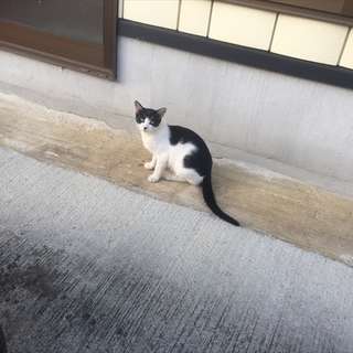 シロクロのネコちゃん(子猫)です。※避妊手術済、エイズ・白血病検査済（陰性） - 登米市