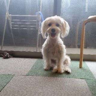 犬友募集