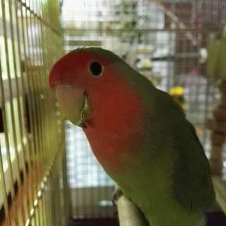 コザクラインコとカゴ
