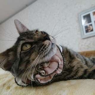 半長毛のぷりぷりなニアちゃん６カ月 − 香川県