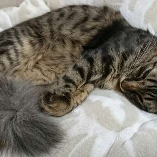半長毛のぷりぷりなニアちゃん６カ月 - 里親募集