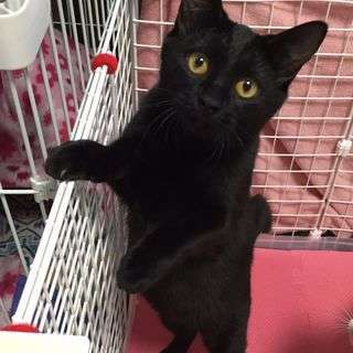 黒猫☆女の子２匹います。生後半年 11月4日5日6日の譲渡会の土...