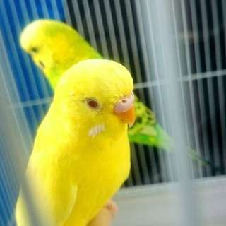 セキセイインコ二羽、可愛がっていただけるかたお願いします