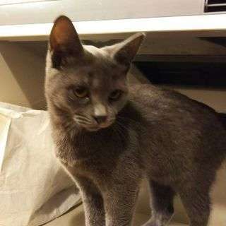 ｸﾞﾚｰ猫おゆずりします(T_T)