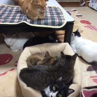 ひざ掛けやフリースなどの防寒用品を譲ってください！