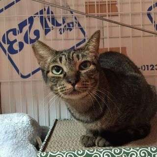 優しいおとなしいキジちゃん