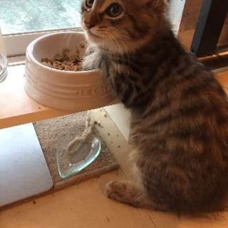 フワフワの甘えん坊君 - 猫