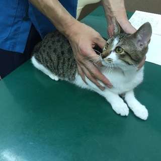 甘えん坊の男の子【去勢済】 - 猫