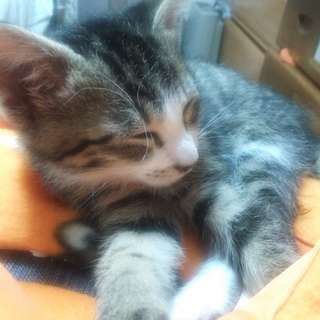 スコティッシュのような雰囲気がある可愛い２か月半の子猫