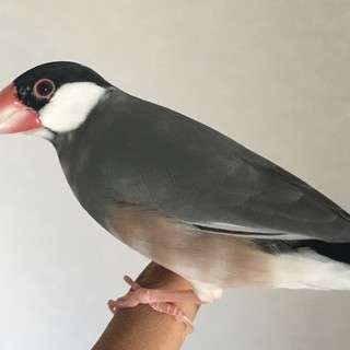 文鳥2羽里親募集 - 宇部市
