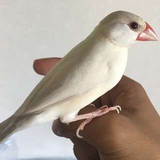 文鳥2羽里親募集 - その他