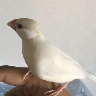 文鳥2羽里親募集 − 山口県