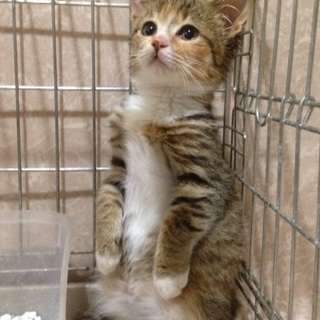 交渉中 キジ三毛ちゃん 約2カ月