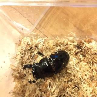 ブリード仲間募集 − 愛知県