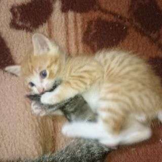貰ってください