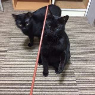 人懐こくて優しい猫です！
