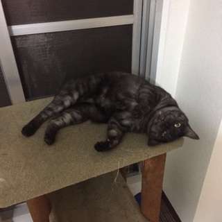 気難しい子ですが、どうか宜しくお願いします - 猫