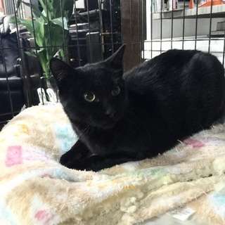 外見は普通の黒猫、性格は極上
