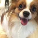 犬友達になってください(*ﾟｰﾟ*)