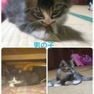 生後２ヶ月位の子猫の里親募集
