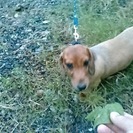 どなたか飼って頂けませんか