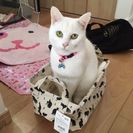 12日(土)世田谷でにゃん好き中年飲み(^_^) - 世田谷区